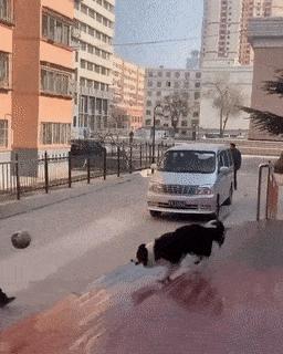 Dog volleyball