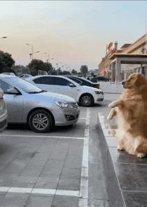 Dog parking sensor