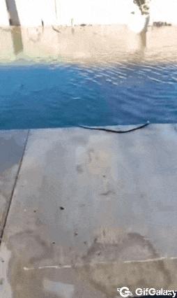 Dog bit pool