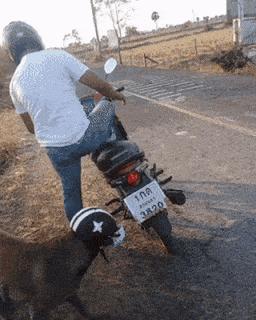 Dog on motorcycle