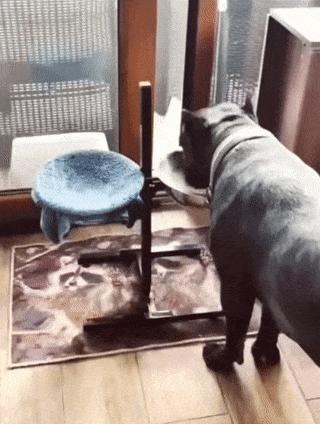 Dog is wiped with a towel