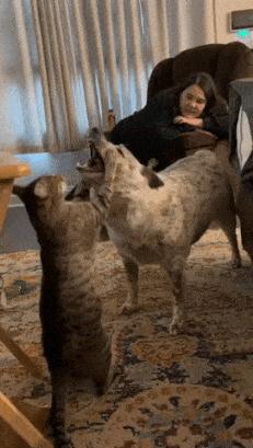 Dog knocks down cat