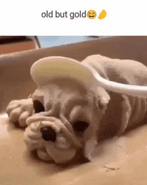 Dog cake and dog reaction