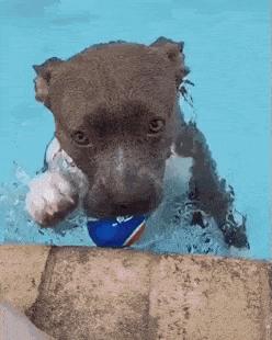 Dog in pool and ball