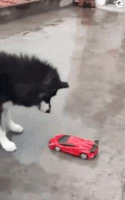 Dog vs transformers