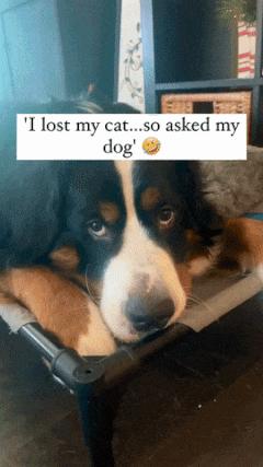 Dog hugged cat