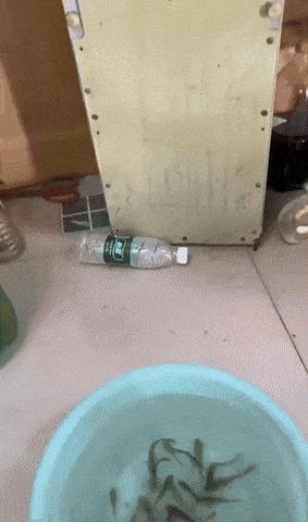 Fish pedicure parody