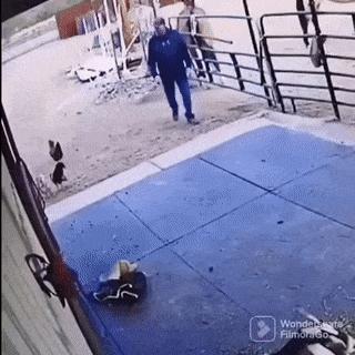 Rooster vs farmer
