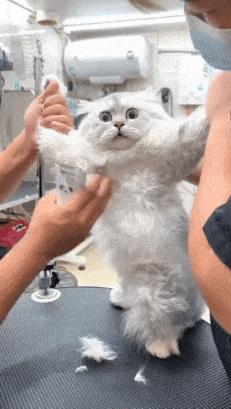 Frightened cat getting haircut