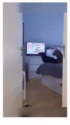 Dogs watch tv