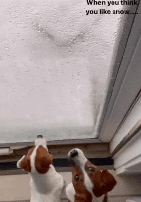 Dogs and snow