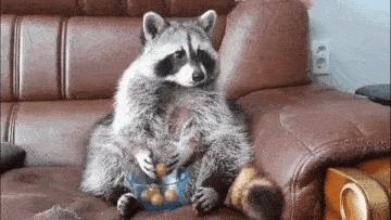 Raccoon missing food