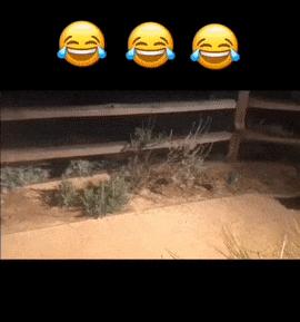 Raccoons thieves