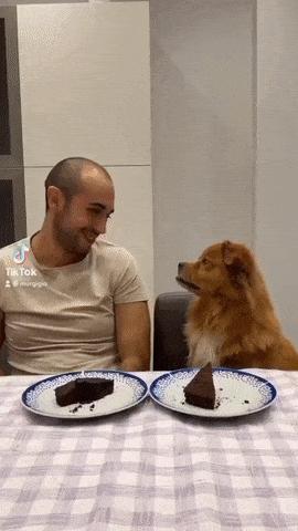 Eaten cake and dog