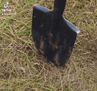 Planting seedlings