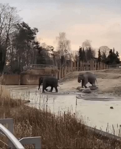 Elephant and water