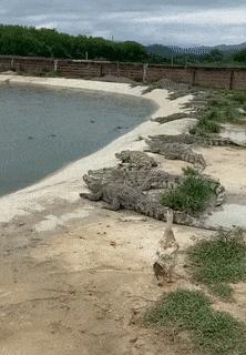 Lucky duck and crocodiles