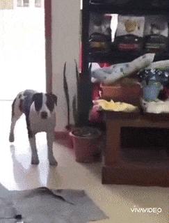 Happy dog steals food