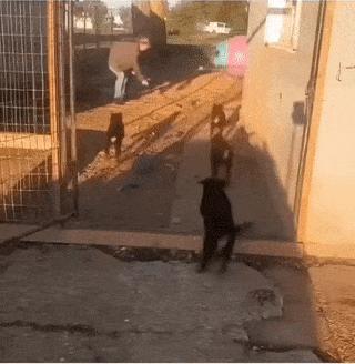 Puppies and guy in cage