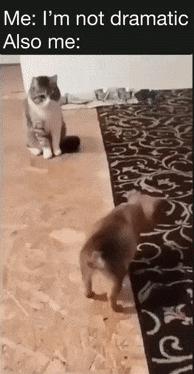 Puppy and cat