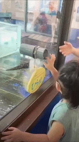 Otter and hands
