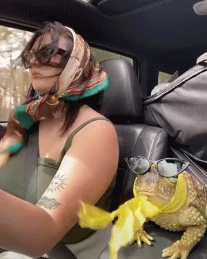 Frog and girl in car