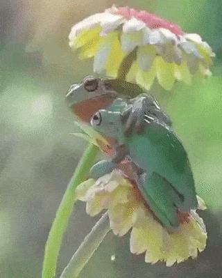Frog hug on rain