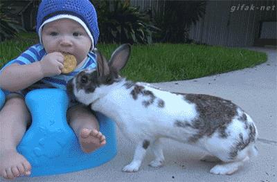 Rabbit baby and cake