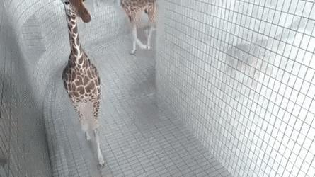 Giraffes and surveillance camera