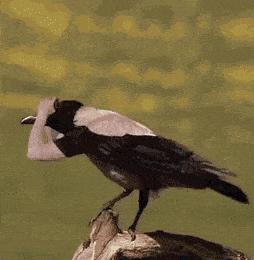 Birds with hands animation