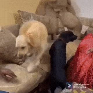 Golden retriever steals cake